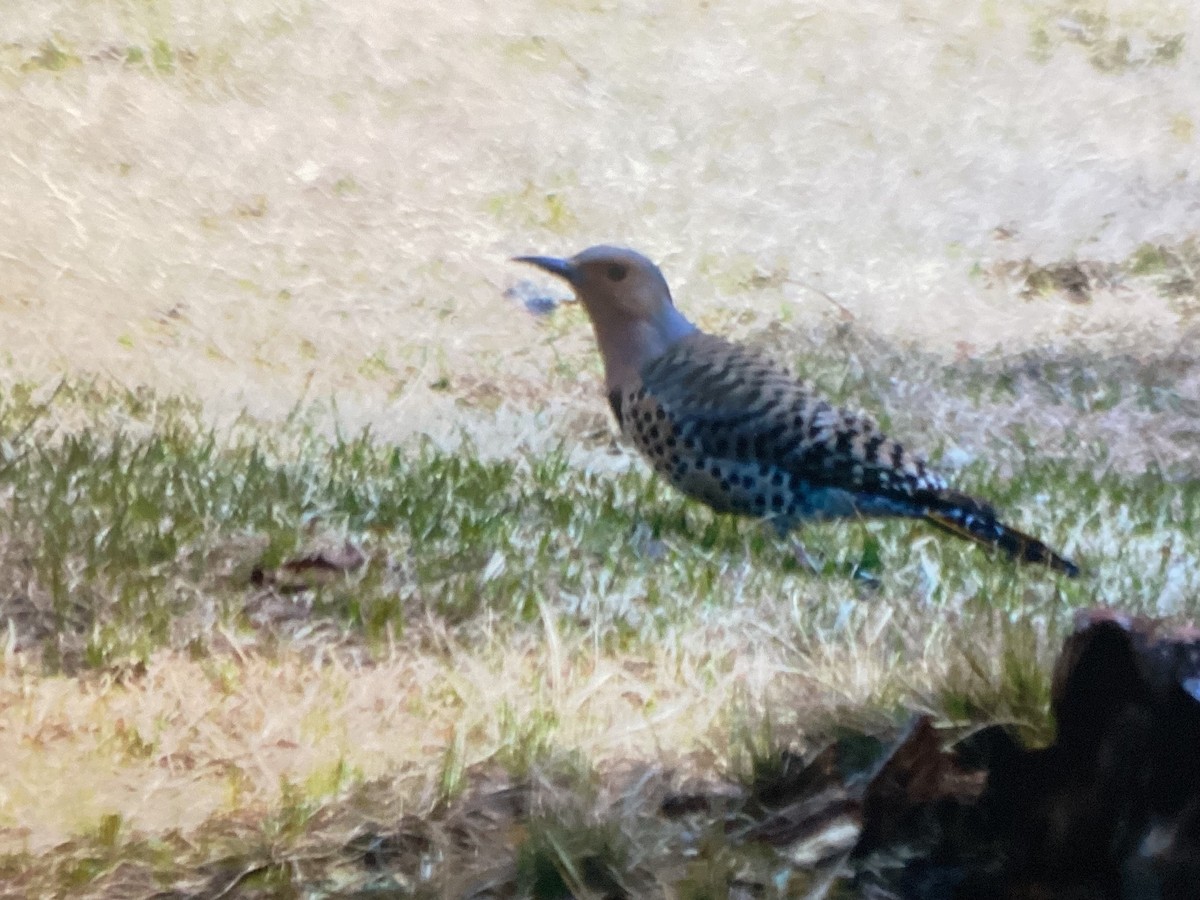 Northern Flicker - ML634353545