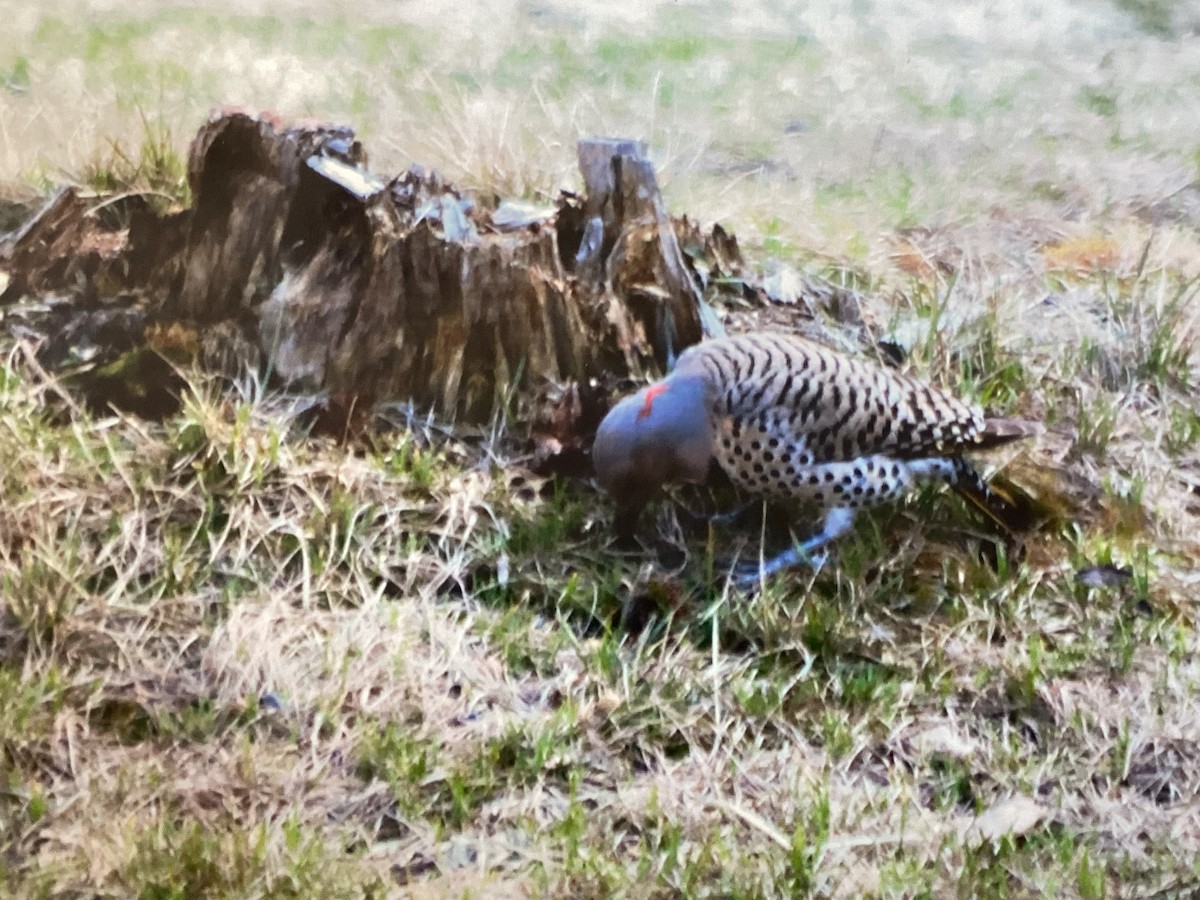 Northern Flicker - ML634353546