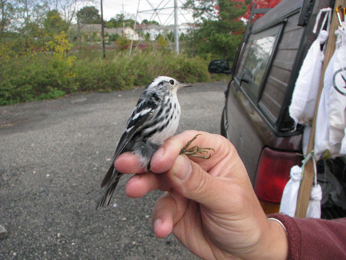 Black-and-white Warbler - ML634353549