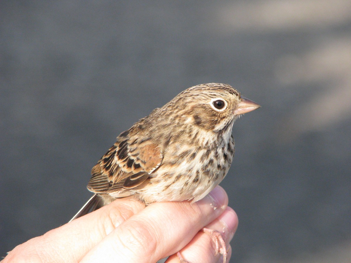 Vesper Sparrow - ML634353571