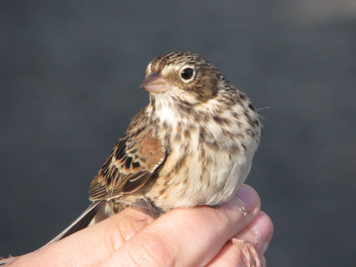 Vesper Sparrow - ML634353572