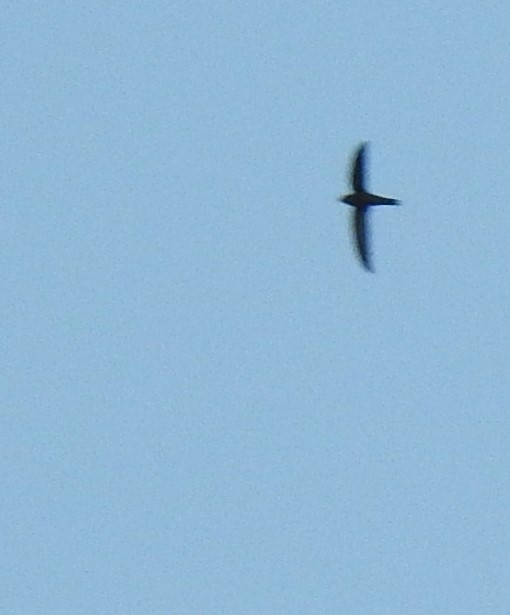 Pallid Swift - ML634353612