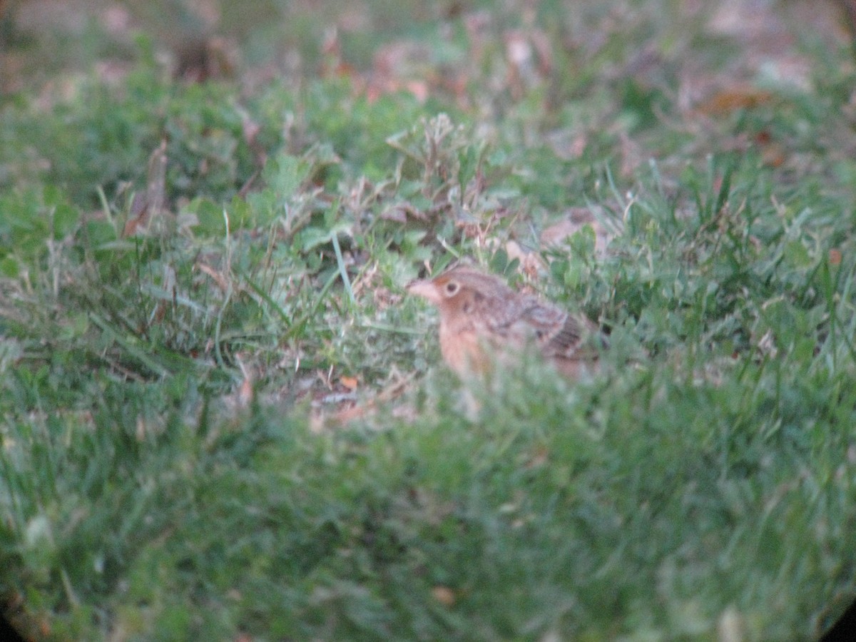 Grasshopper Sparrow - ML634353630