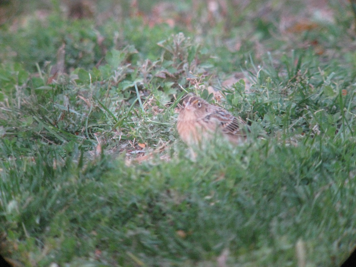 Grasshopper Sparrow - ML634353631