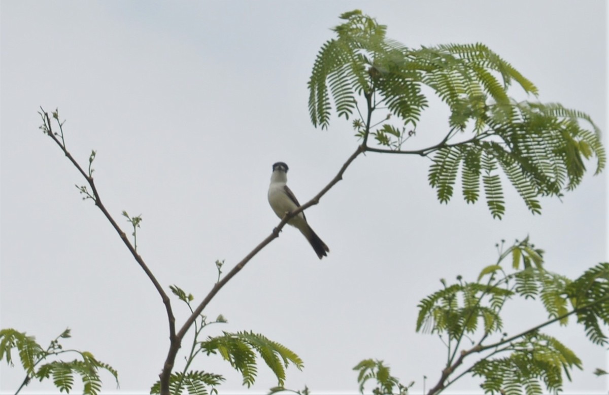 White-naped Xenopsaris - ML634353648