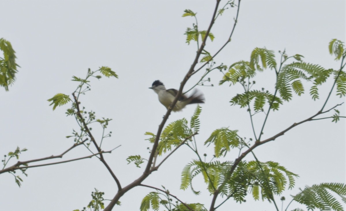White-naped Xenopsaris - ML634353655