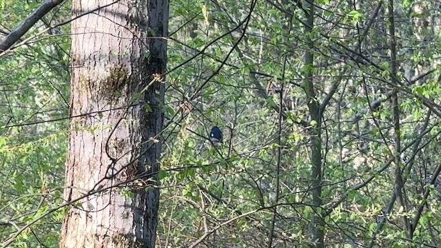 Black-throated Blue Warbler - ML634353679