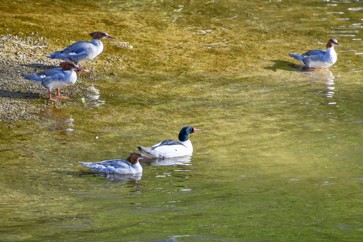 Common Merganser - ML634353809