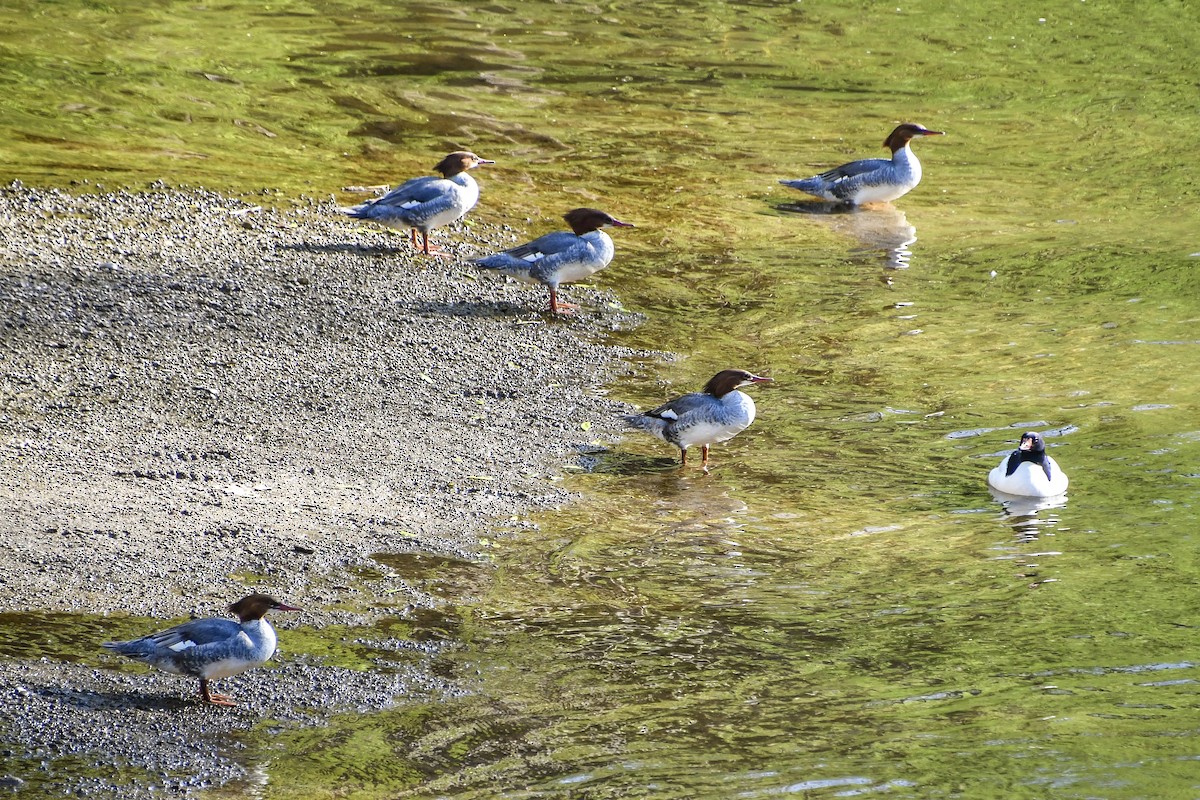 Common Merganser - ML634353810