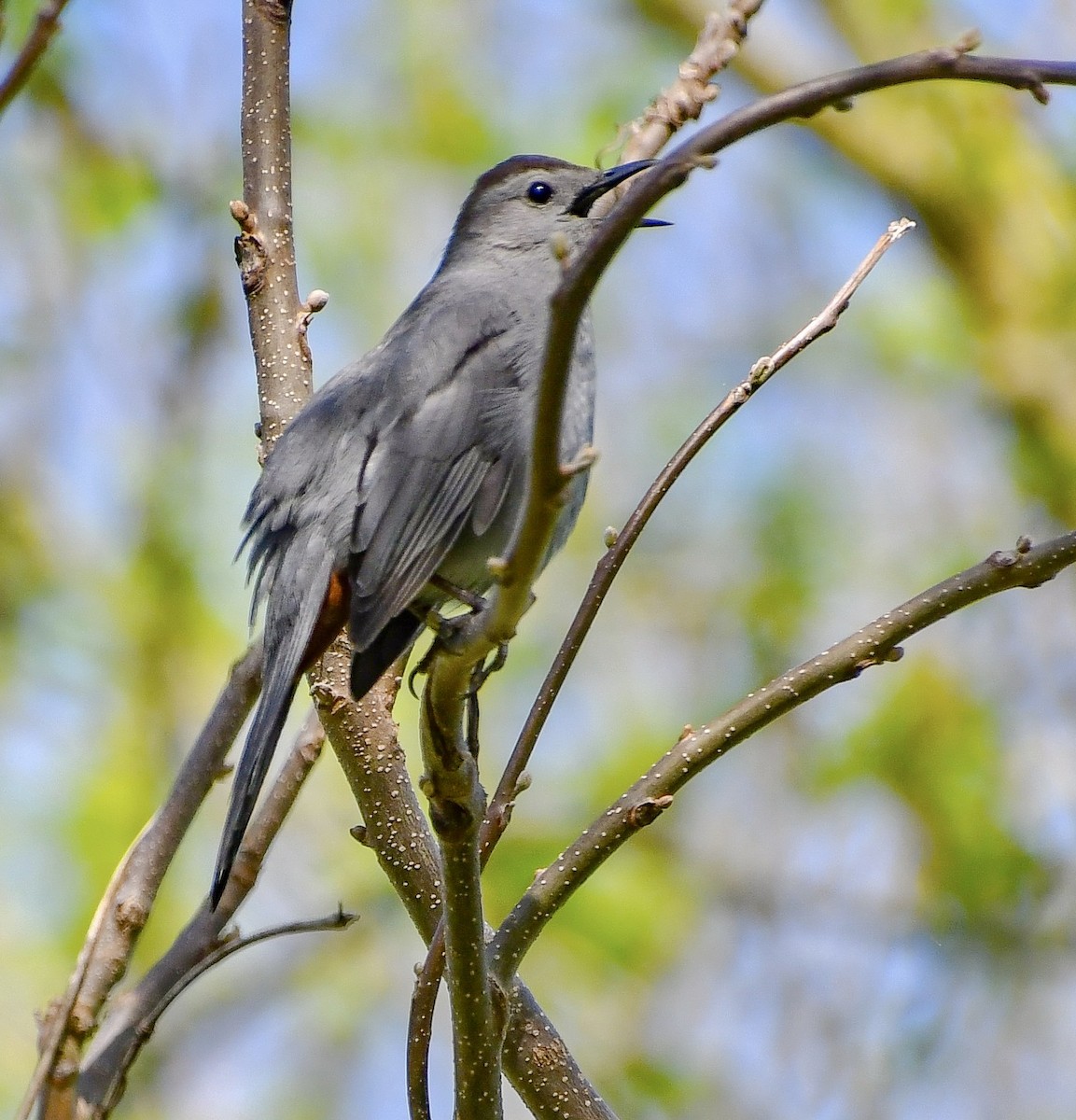 Gray Catbird - ML634353828