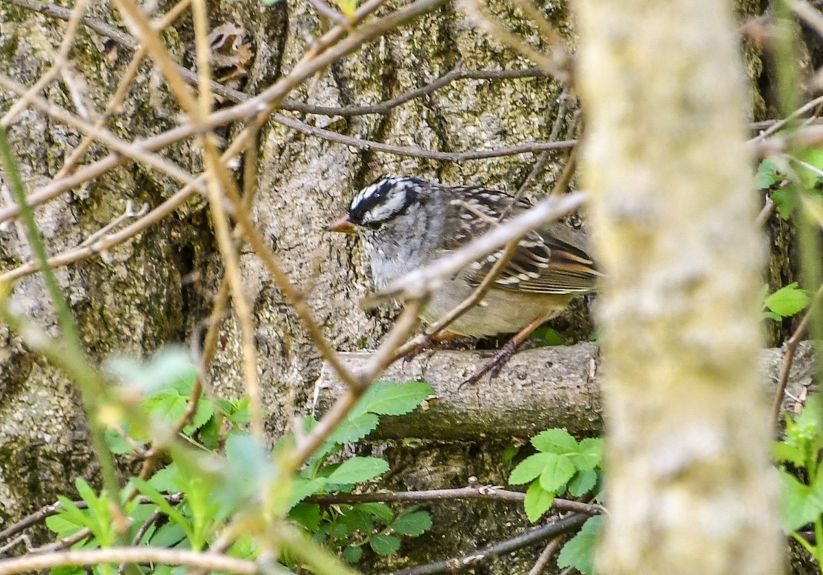 White-crowned Sparrow - ML634353833