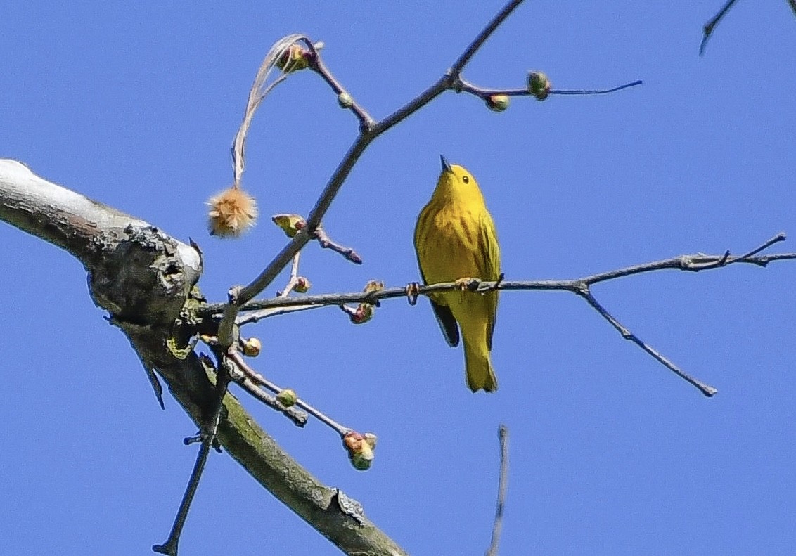 Northern Yellow Warbler - ML634353839