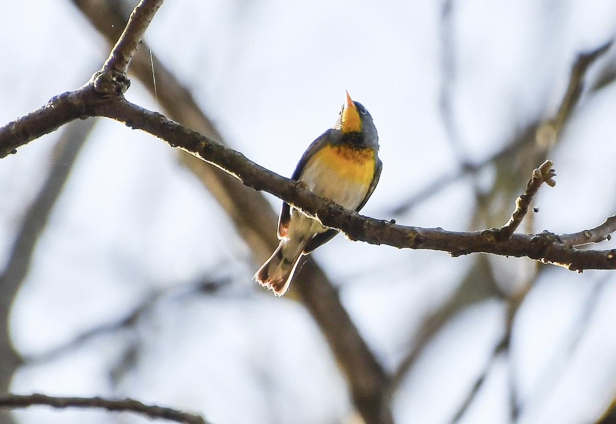 Northern Parula - ML634353866
