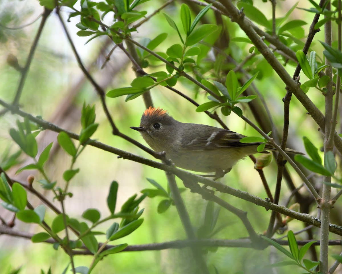 Ruby-crowned Kinglet - ML634353987