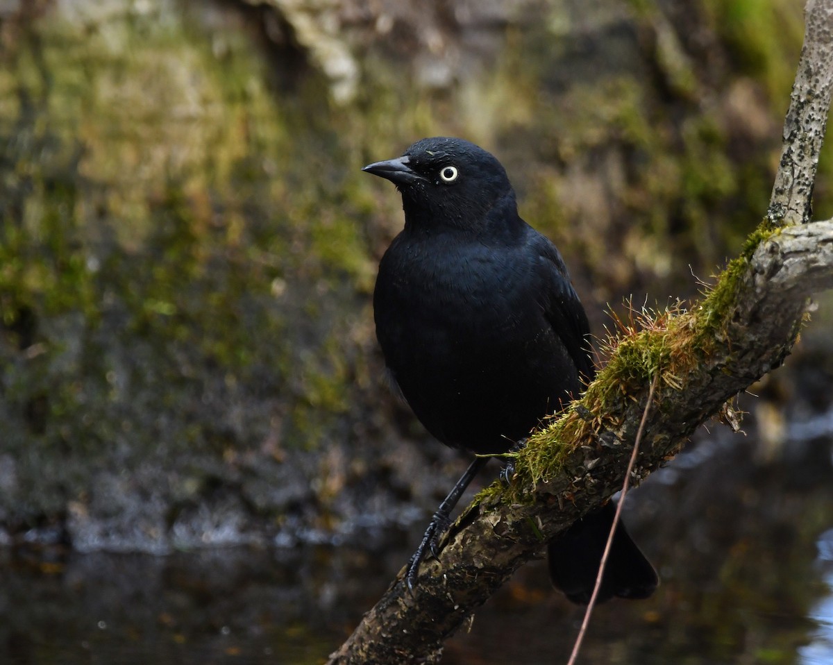 Rusty Blackbird - ML634353990
