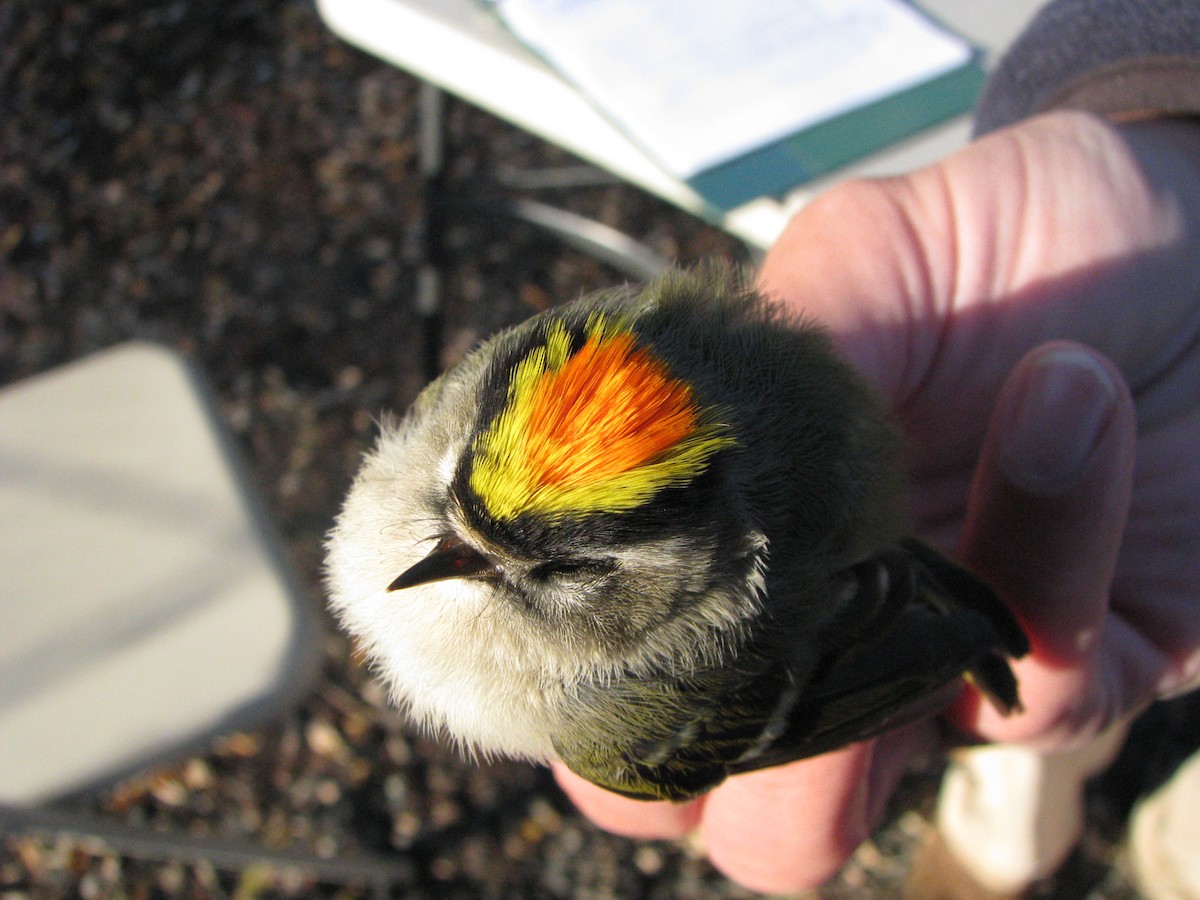 Golden-crowned Kinglet - ML634354053