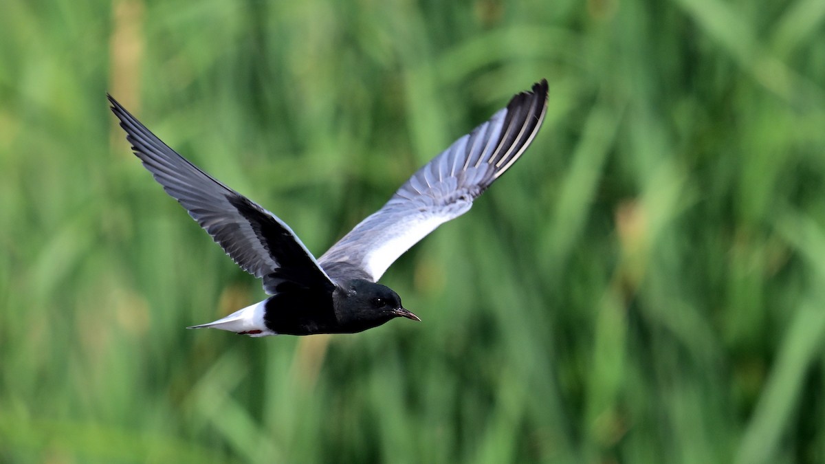 White-winged Tern - ML634354108