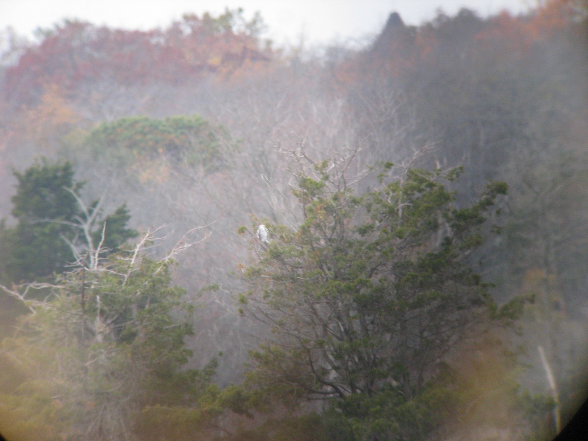 White-tailed Kite - ML634354146