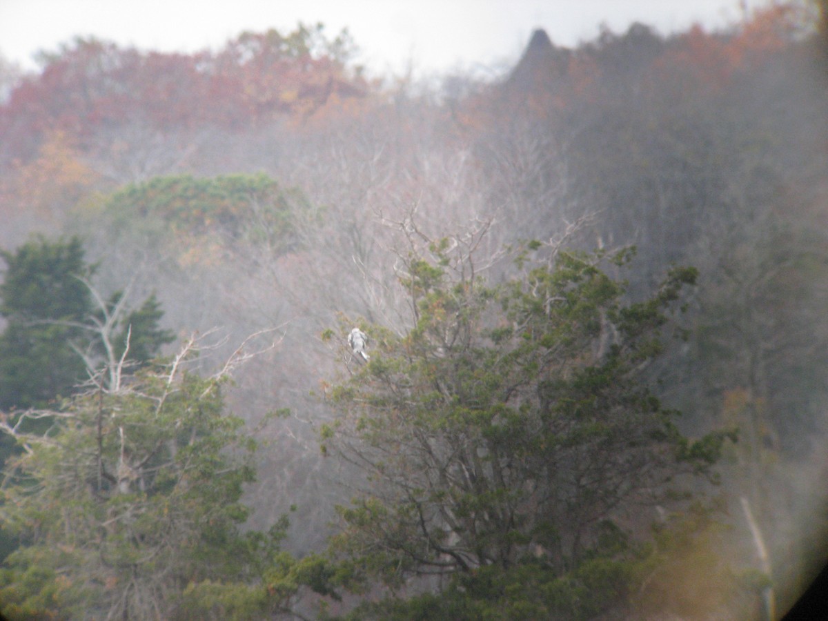 White-tailed Kite - ML634354147