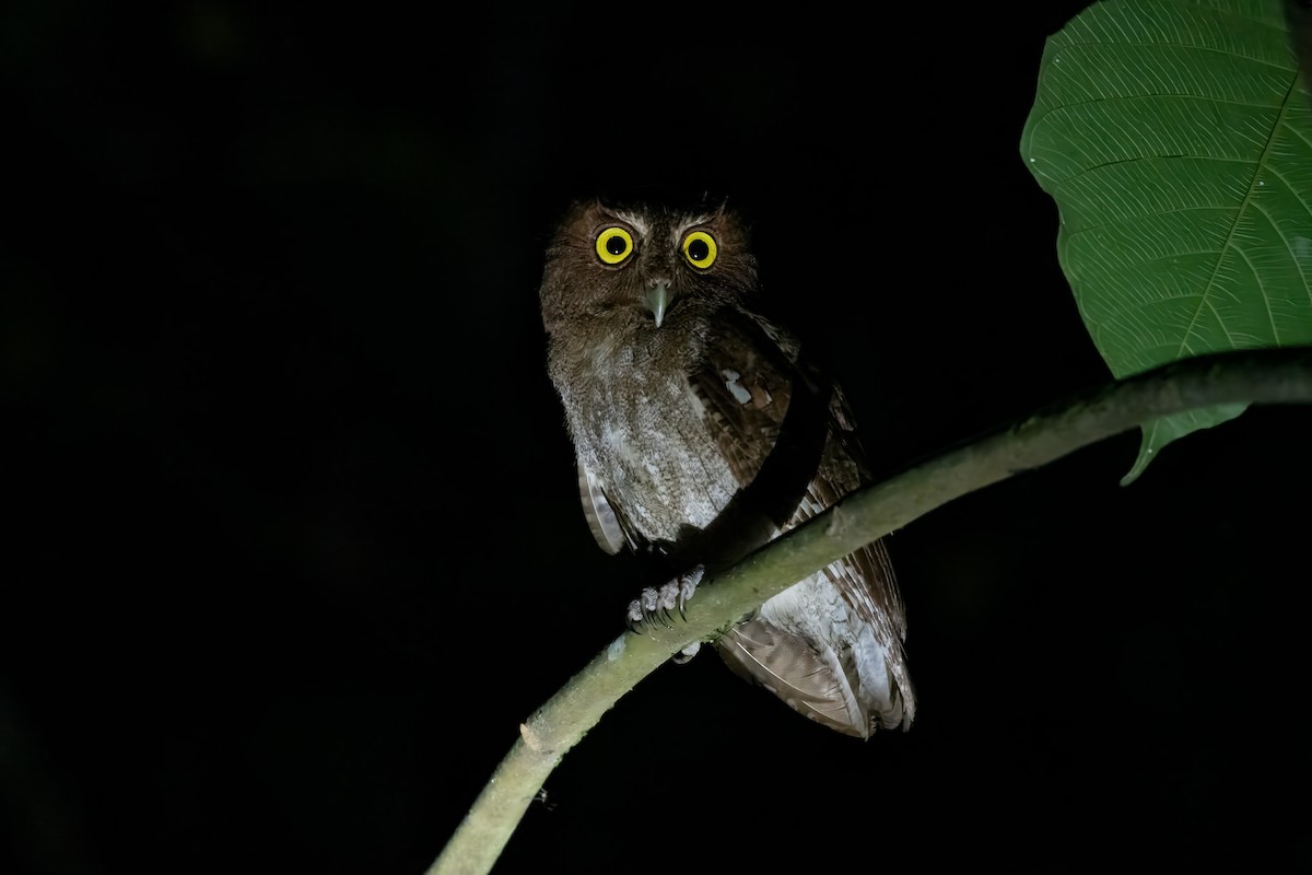 Puntarenas Screech-Owl (undescribed form) - ML634354243