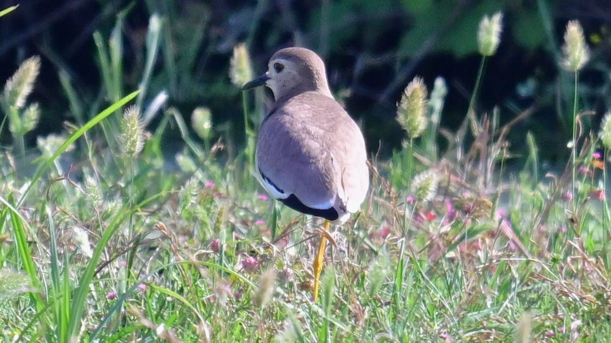 White-tailed Lapwing - ML634354247