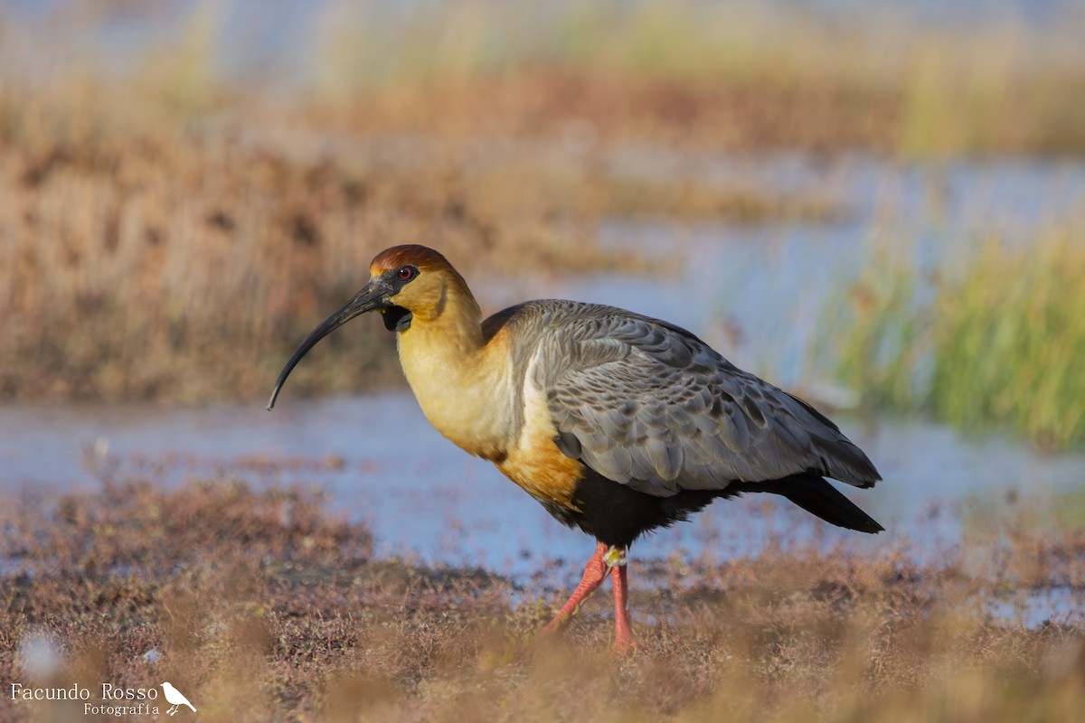 Black-faced Ibis - ML634354271