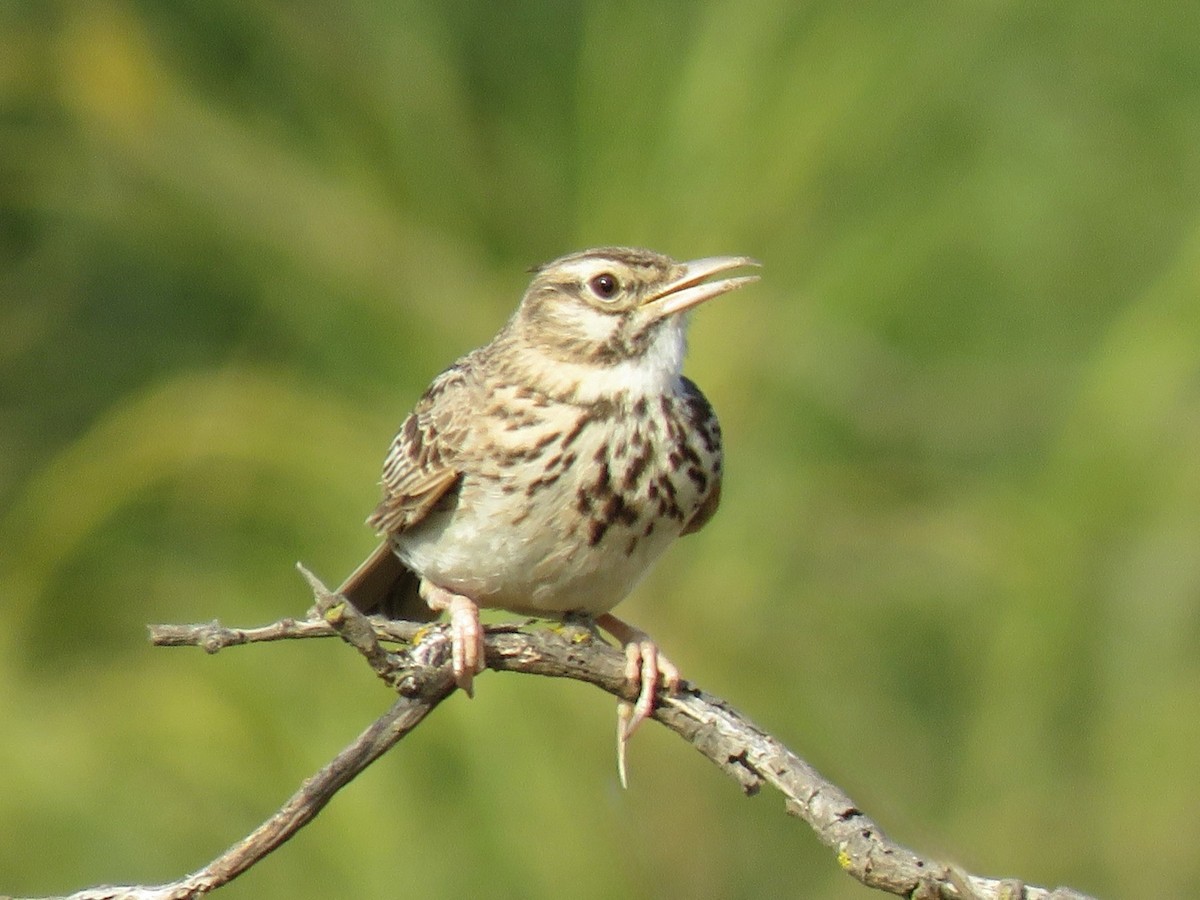 Crested Lark - ML634354283