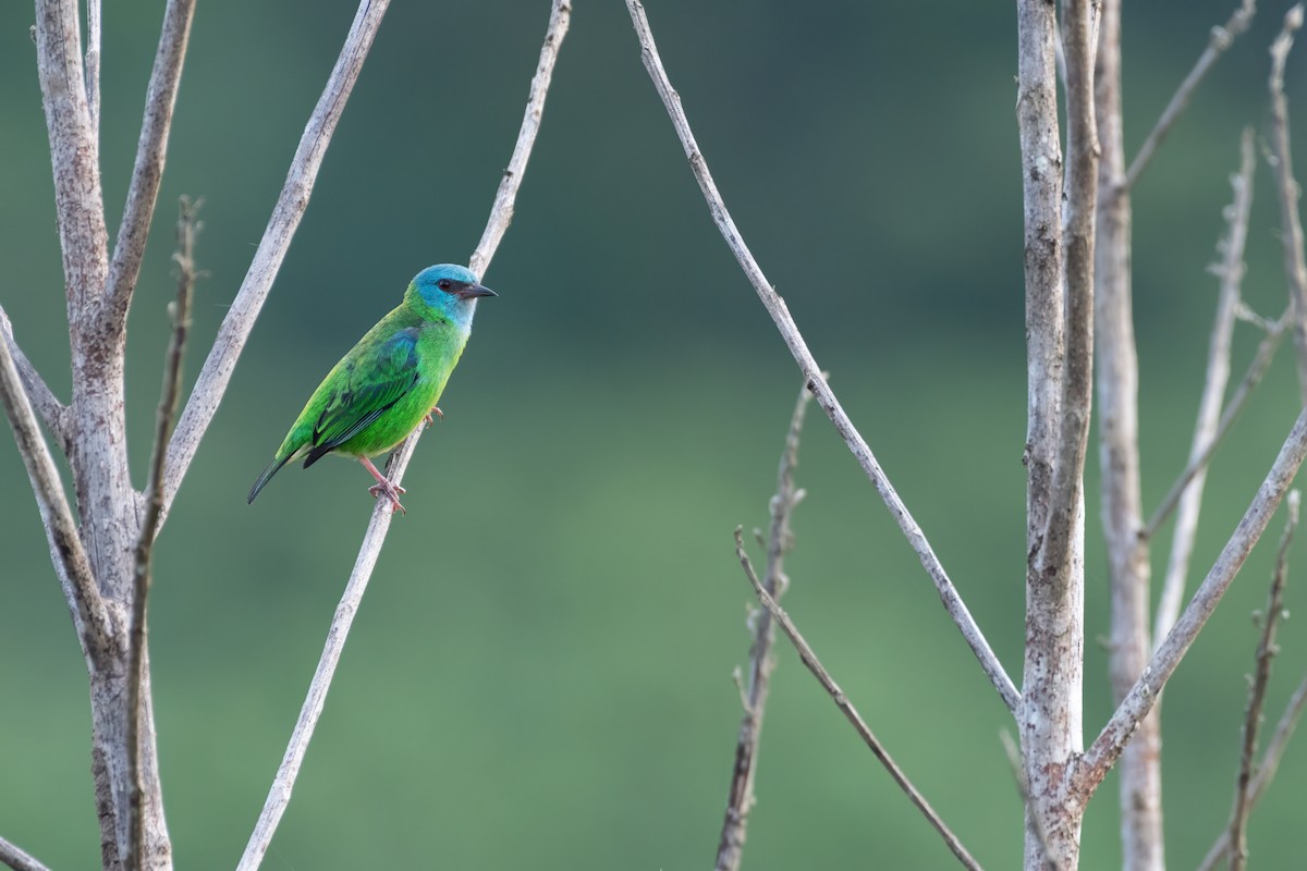 Blue Dacnis - ML634354304