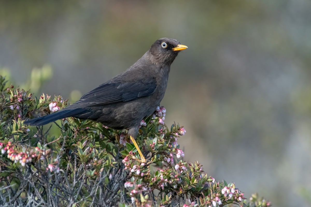 Sooty Thrush - ML634354326
