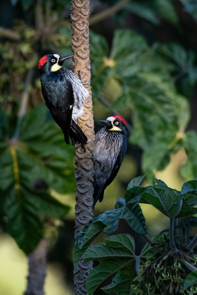 Acorn Woodpecker - ML634354336