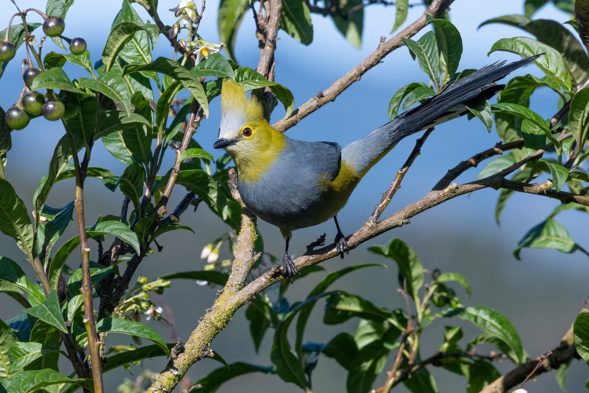 Long-tailed Silky-flycatcher - ML634354373