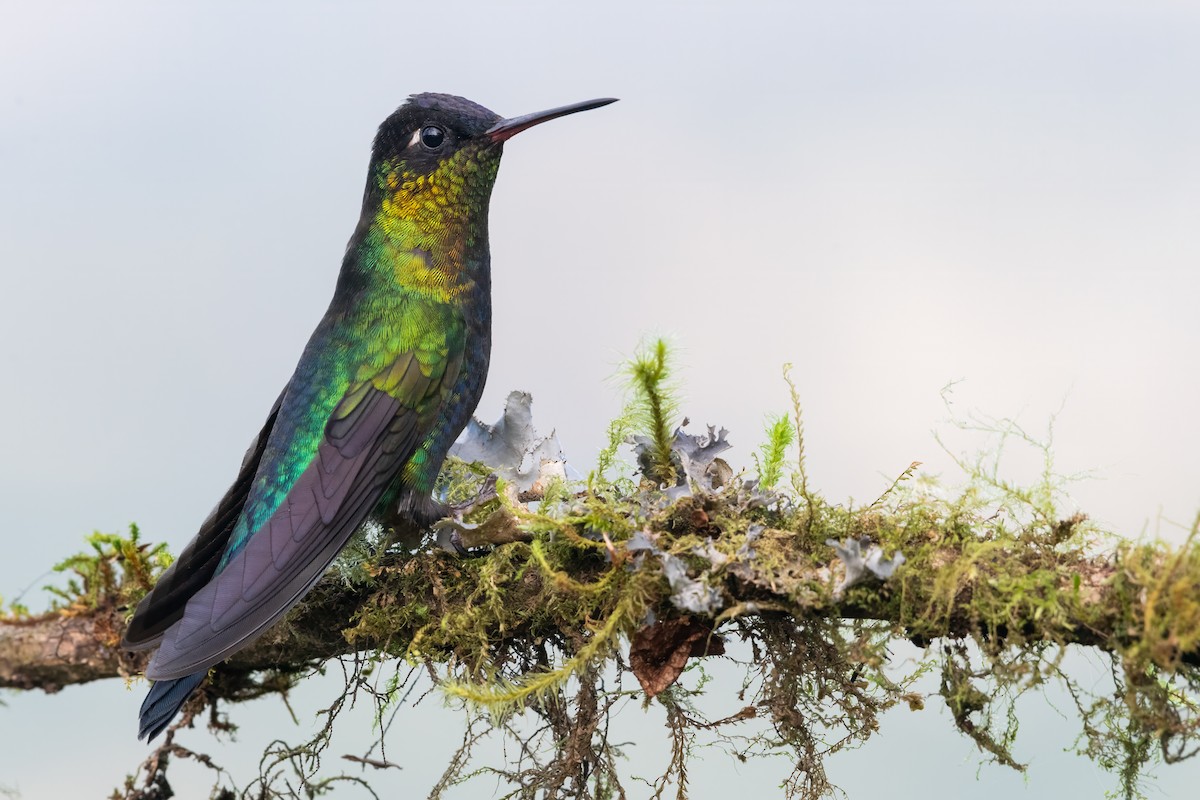 Fiery-throated Hummingbird - ML634354392
