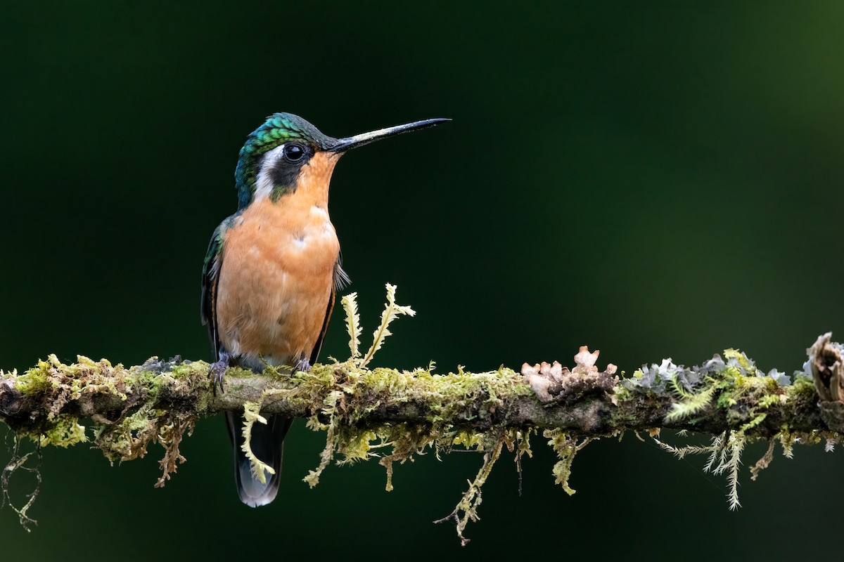 White-throated Mountain-gem - ML634354398