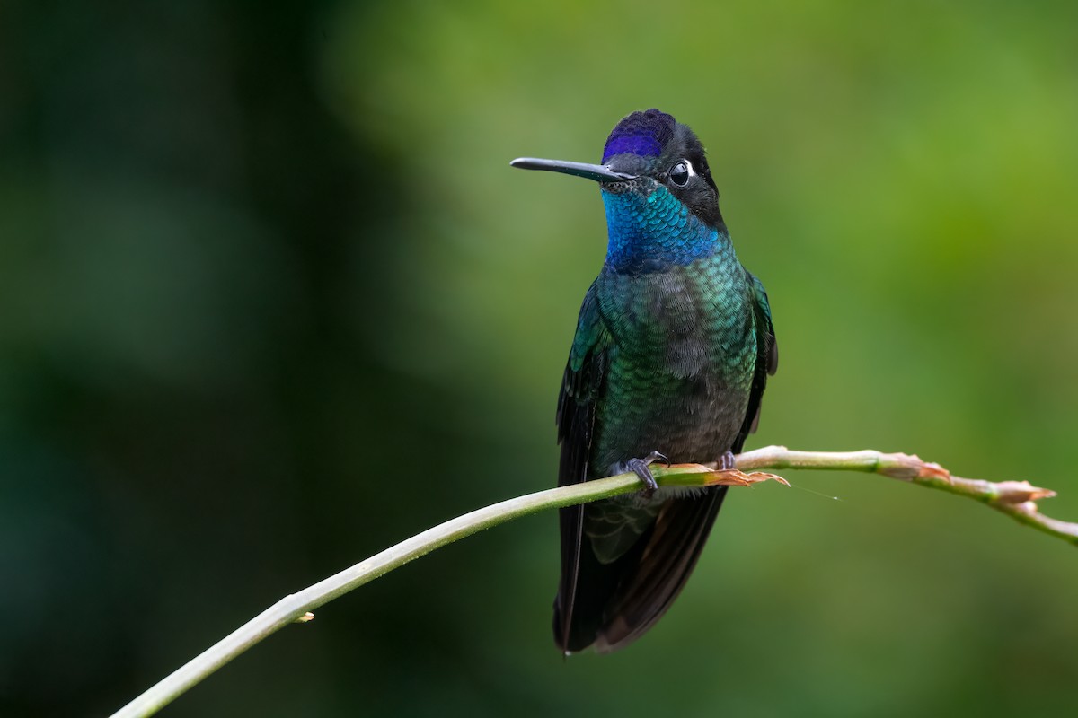 Talamanca Hummingbird - ML634354399