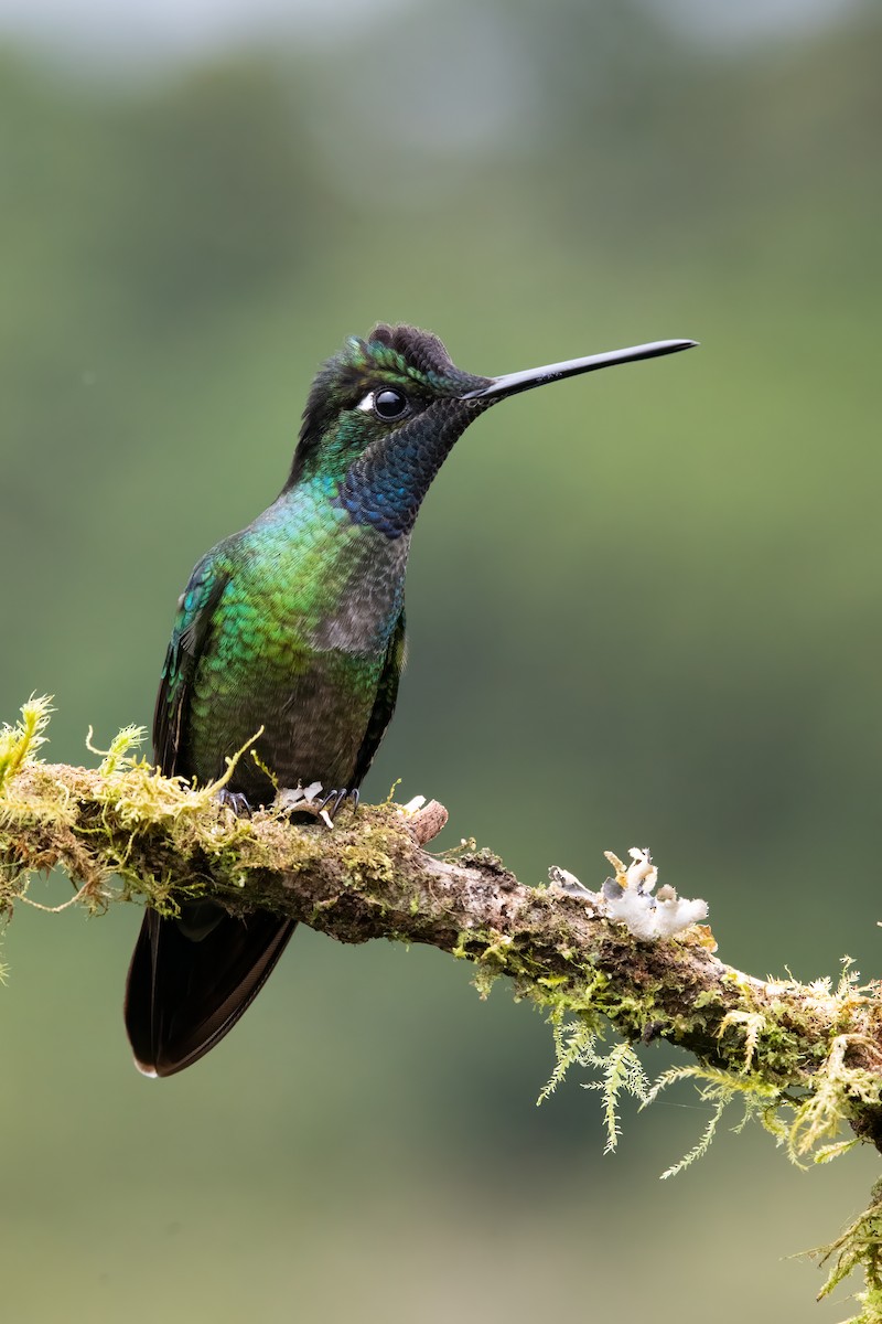 Talamanca Hummingbird - ML634354406