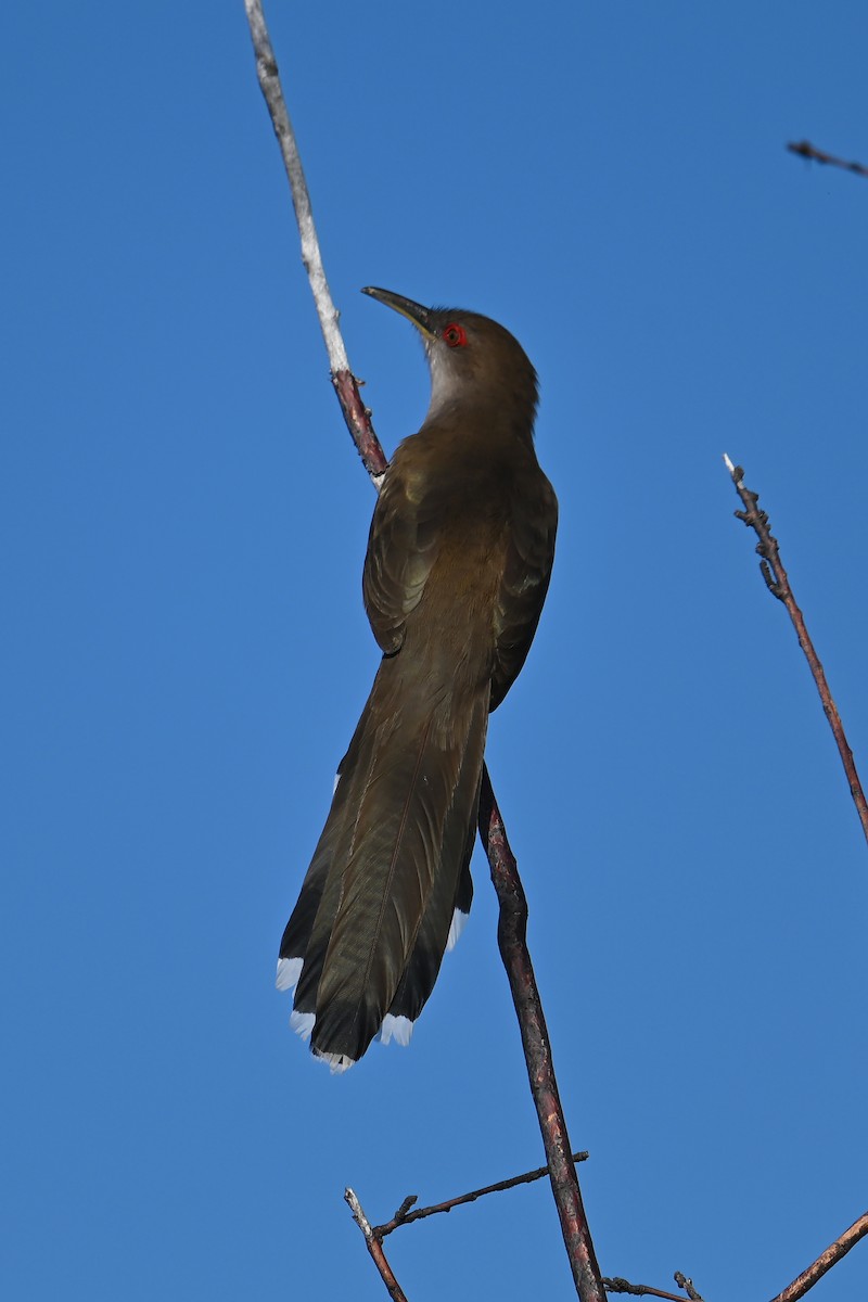 Puerto Rican Lizard-Cuckoo - ML634354415