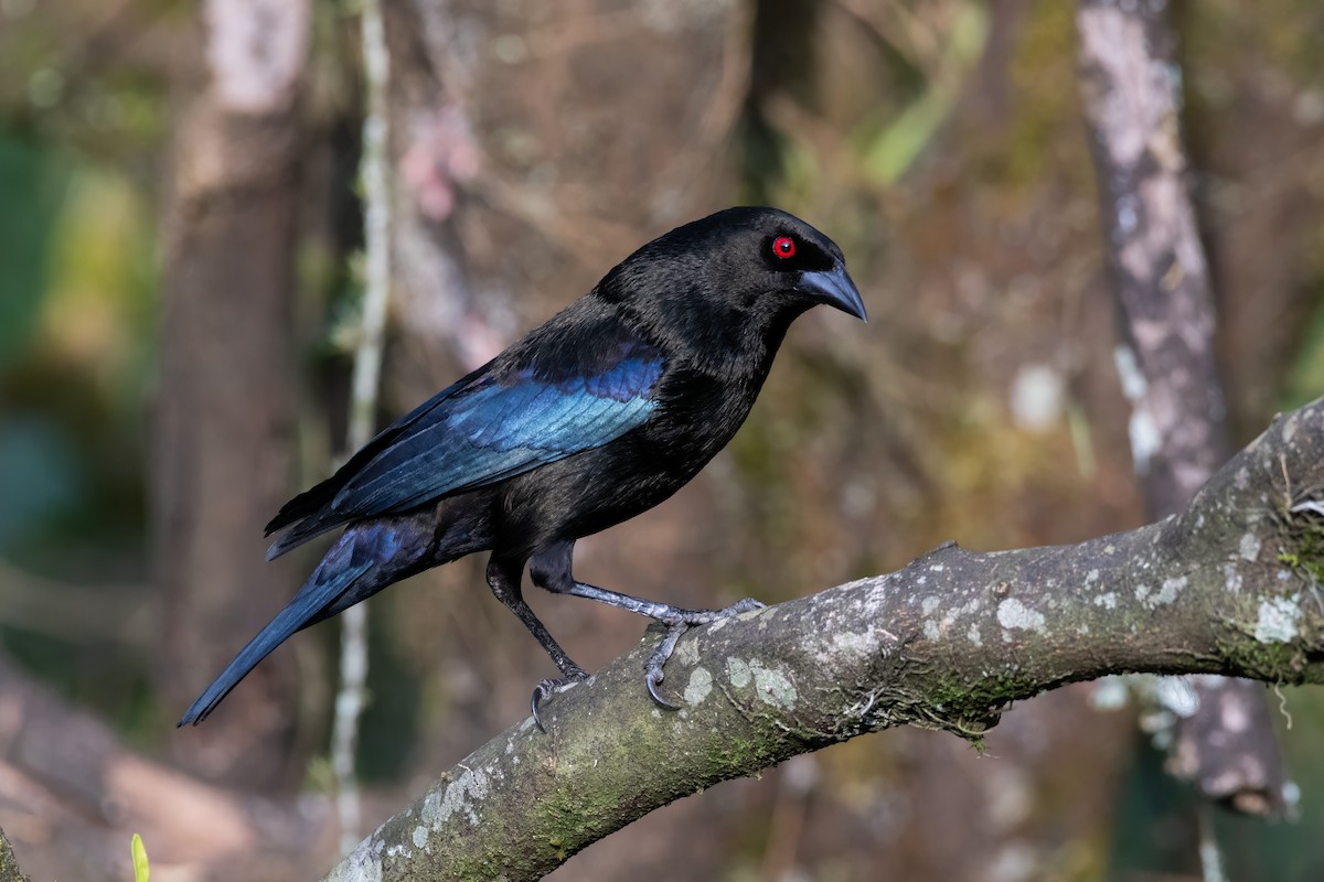 Bronzed Cowbird - ML634354431