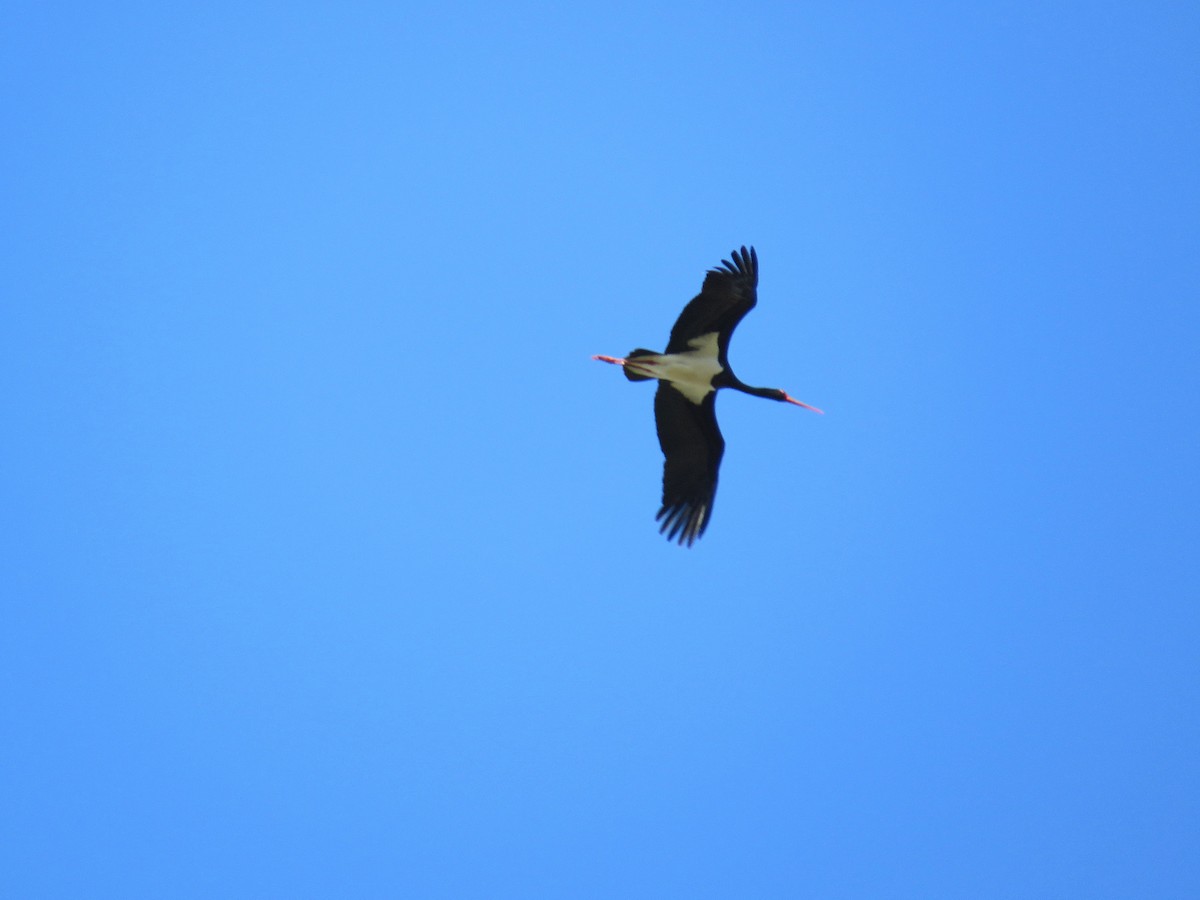 Black Stork - ML634354469