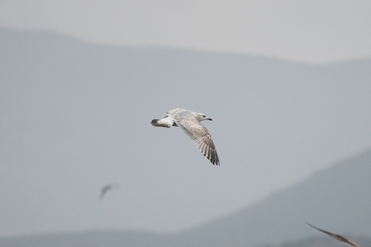 Vega Gull - ML634354539