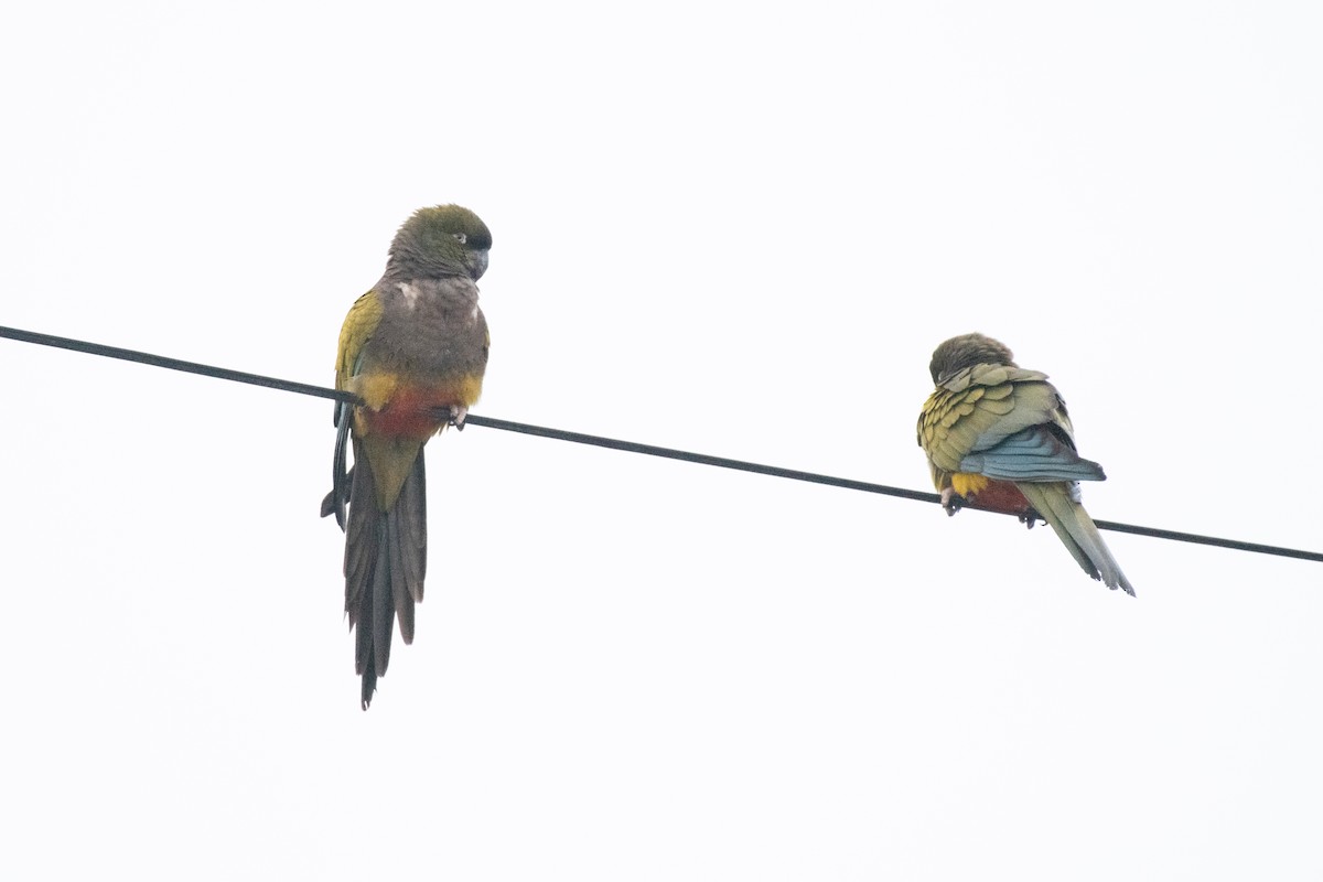 Burrowing Parakeet - ML634354604