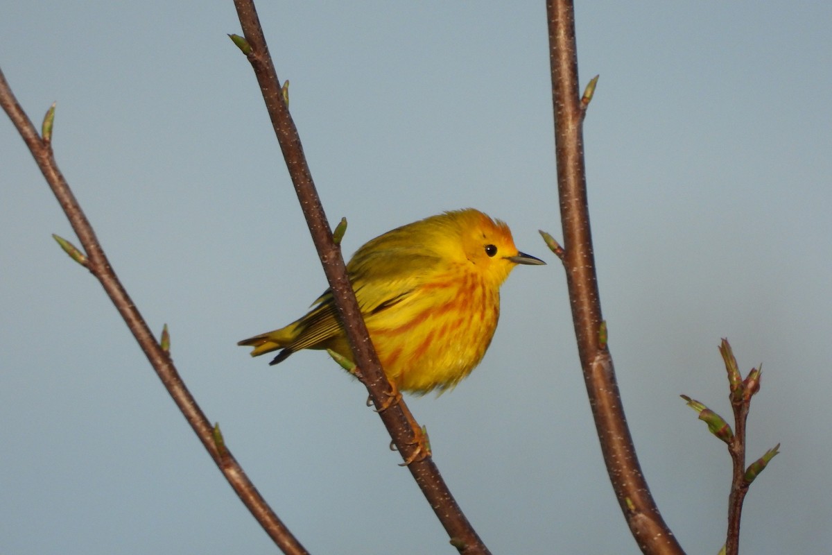 Yellow Warbler (Northern) - ML634354612
