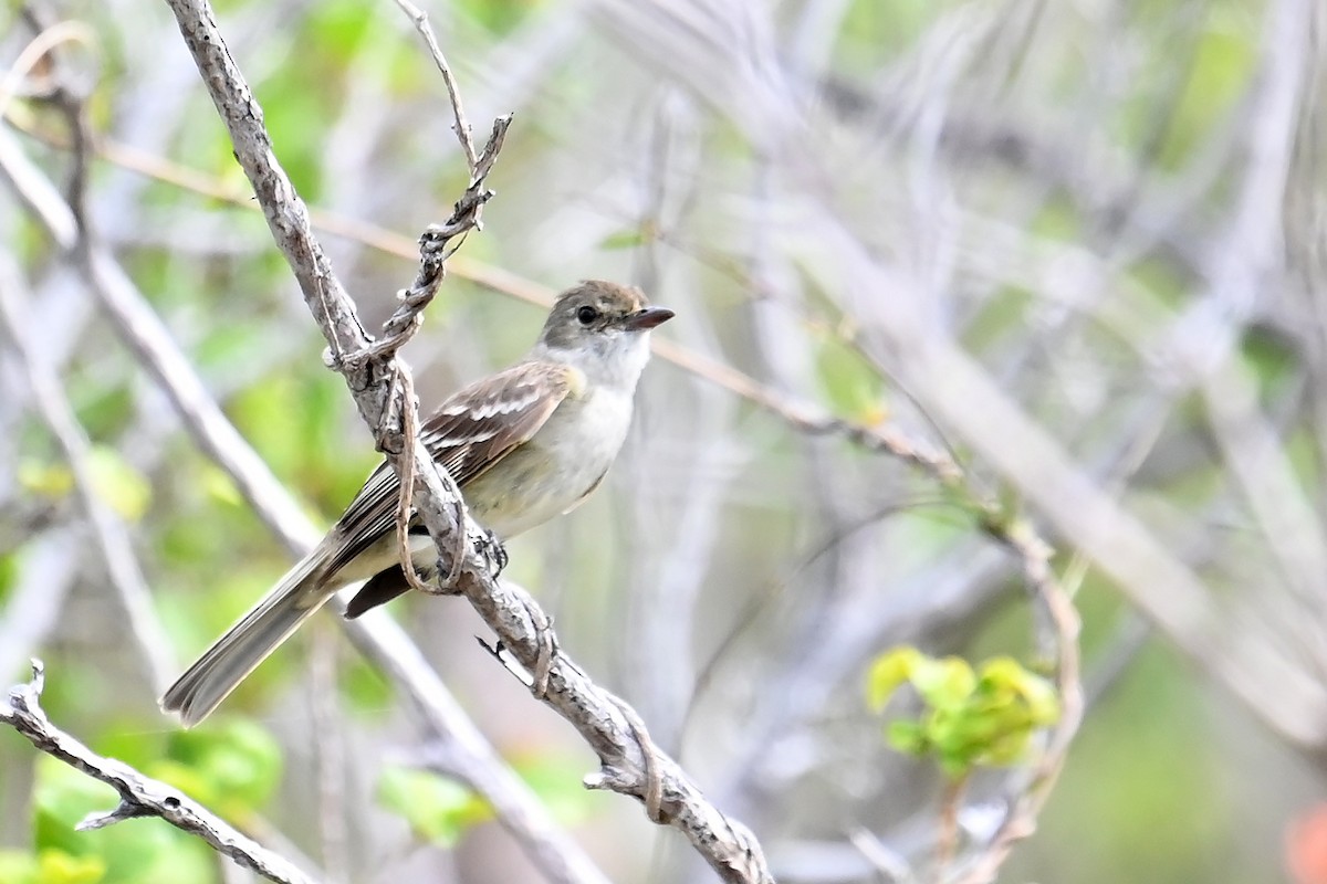 Caribbean Elaenia - ML634354618