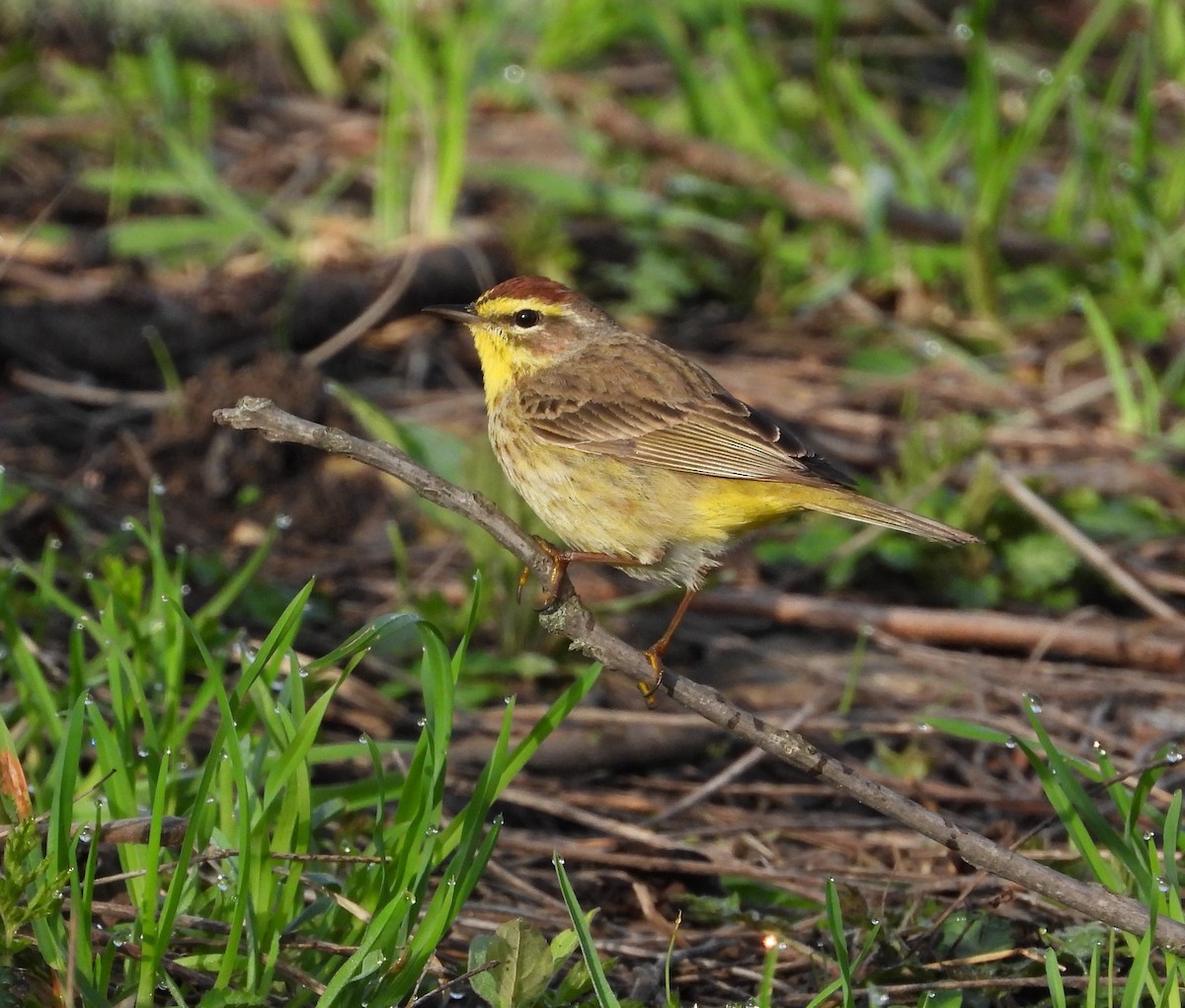 Palm Warbler - ML634354621