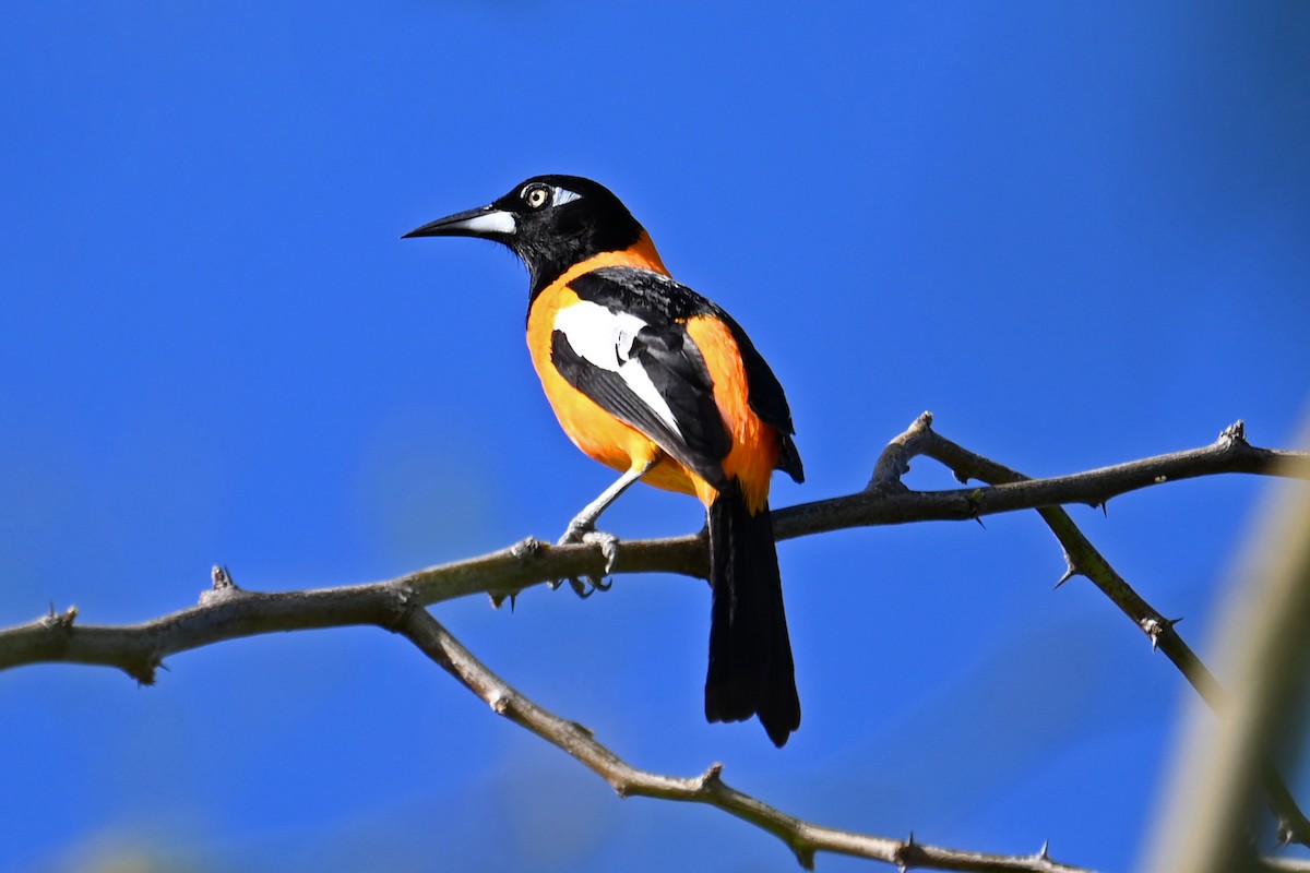 Venezuelan Troupial - ML634354624