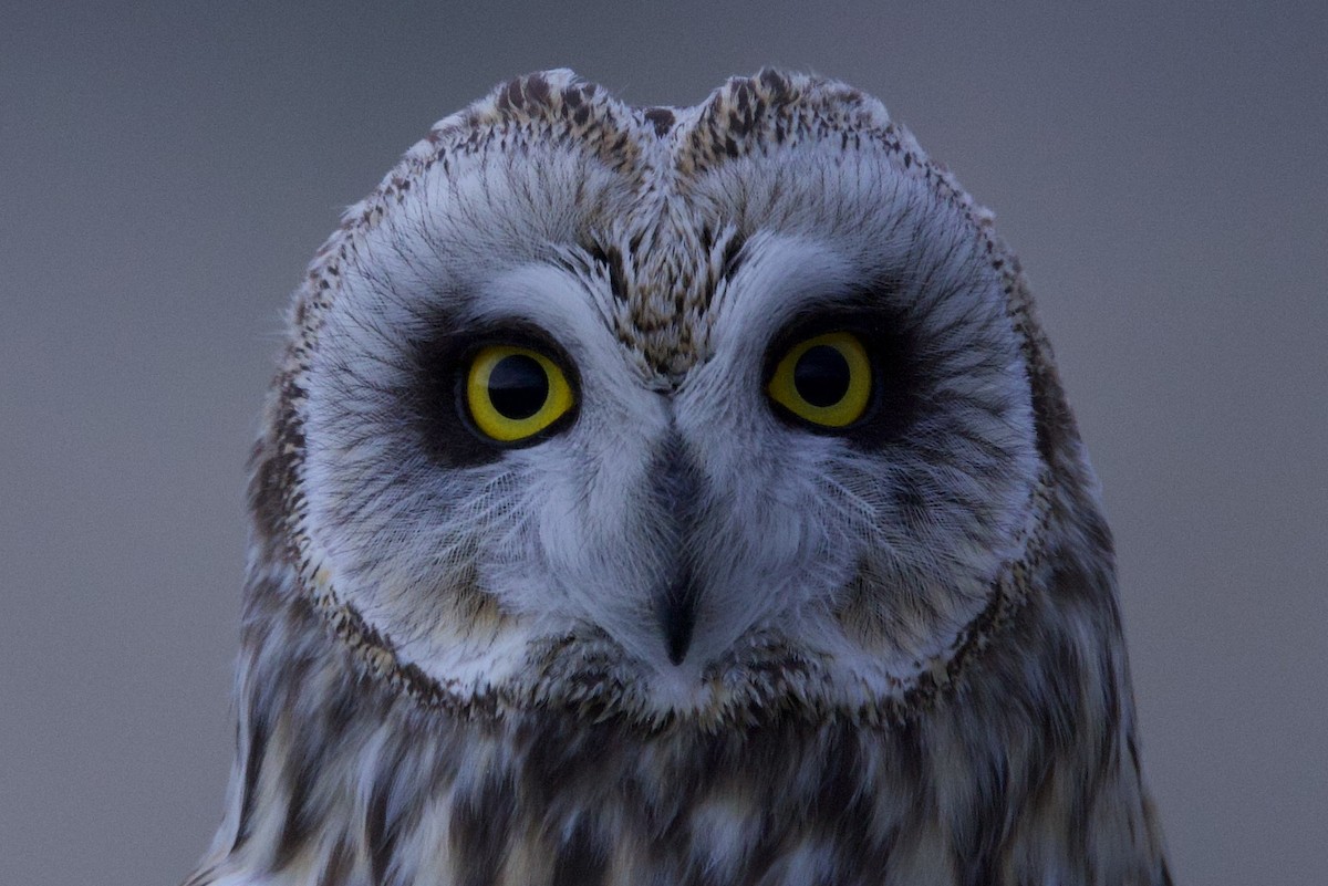 ינשוף שדות - ML634354654