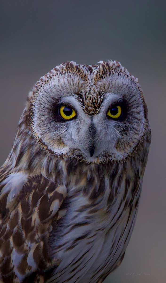 ינשוף שדות - ML634354655