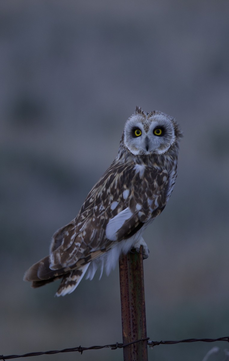 ינשוף שדות - ML634354656