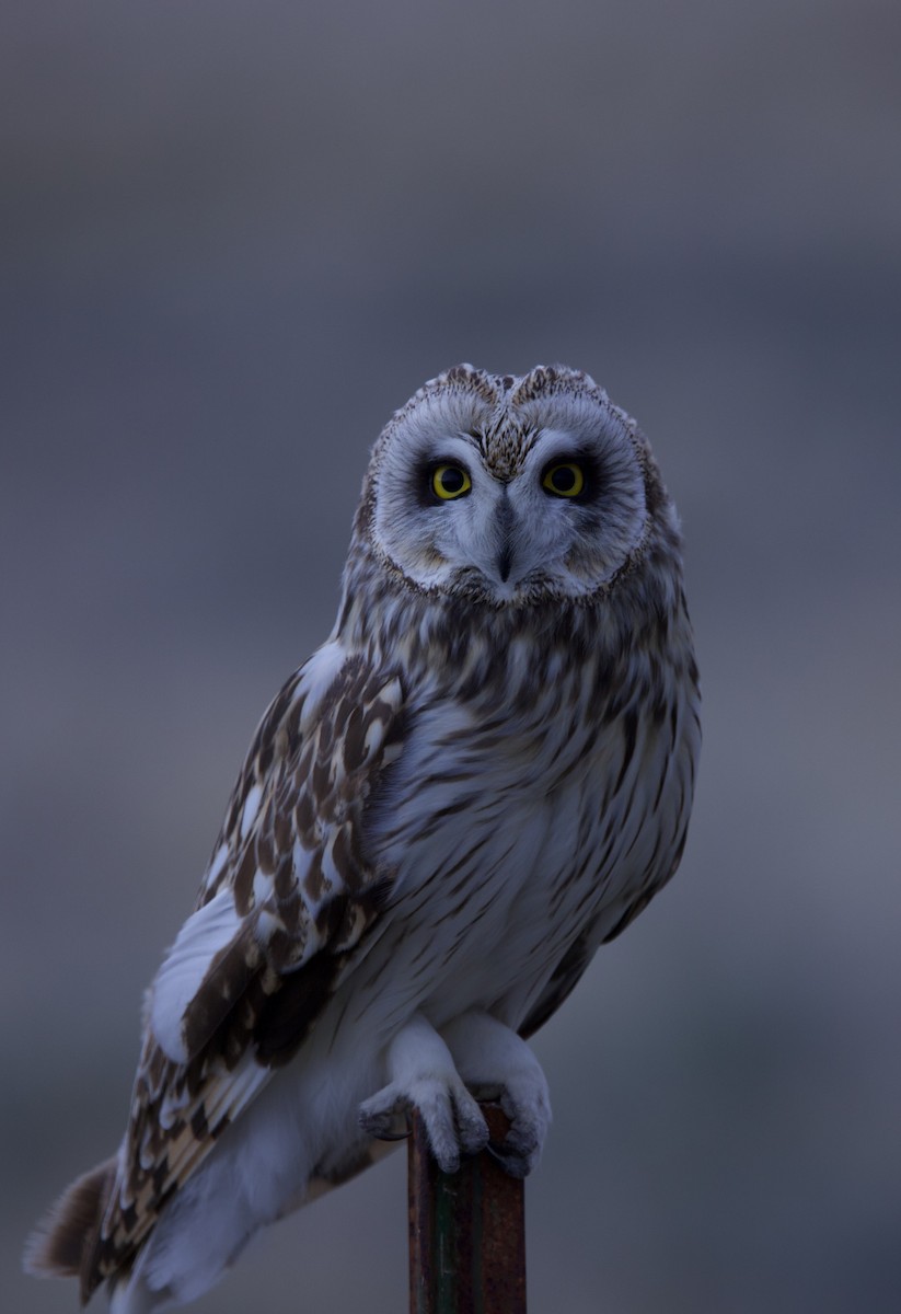 ינשוף שדות - ML634354658