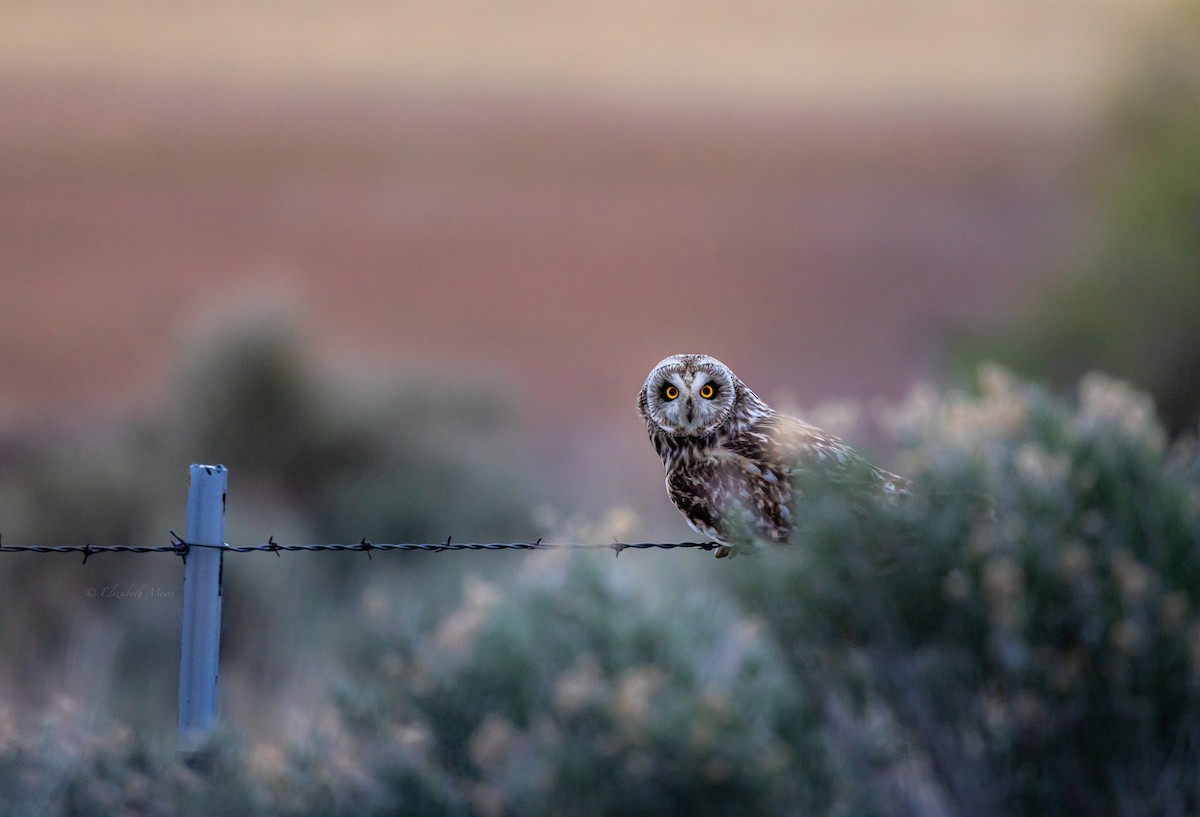 ינשוף שדות - ML634354659