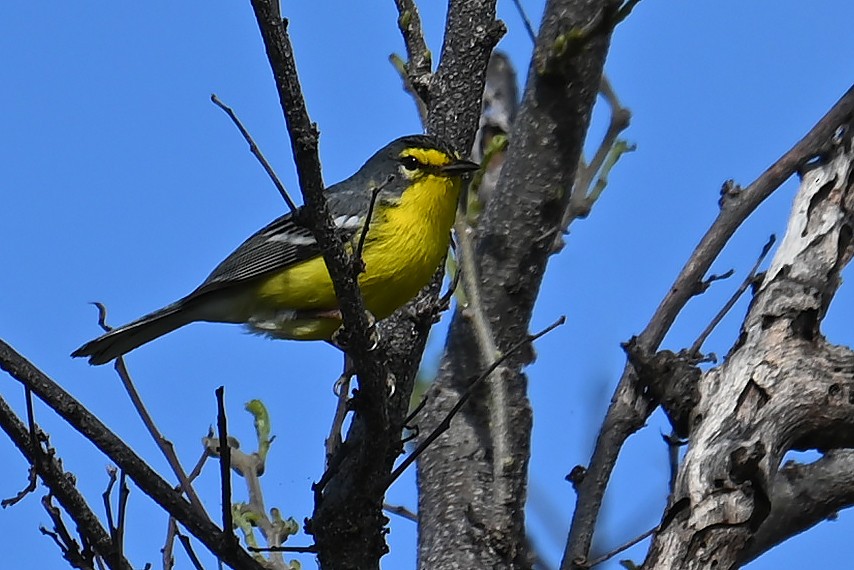 Adelaide's Warbler - ML634354766